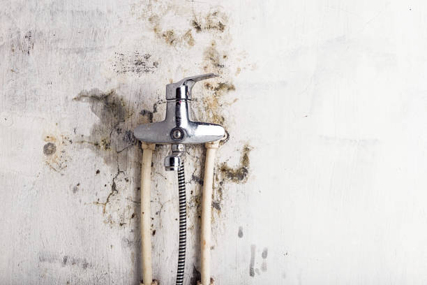 Best Health and Safety Mold Remediation in Bulverde, TX