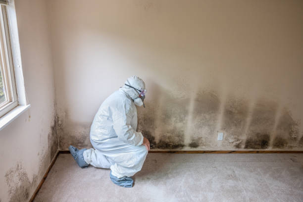 Best Basement Mold Remediation in Bulverde, TX