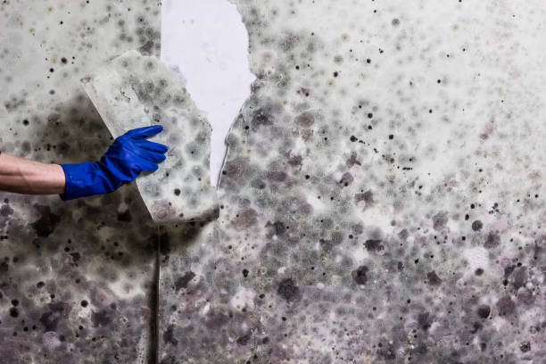 Reliable Bulverde, TX Mold Remediation Solutions