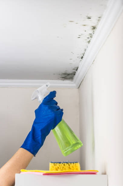Best Mold Remediation for Specific Building Types in Bulverde, TX